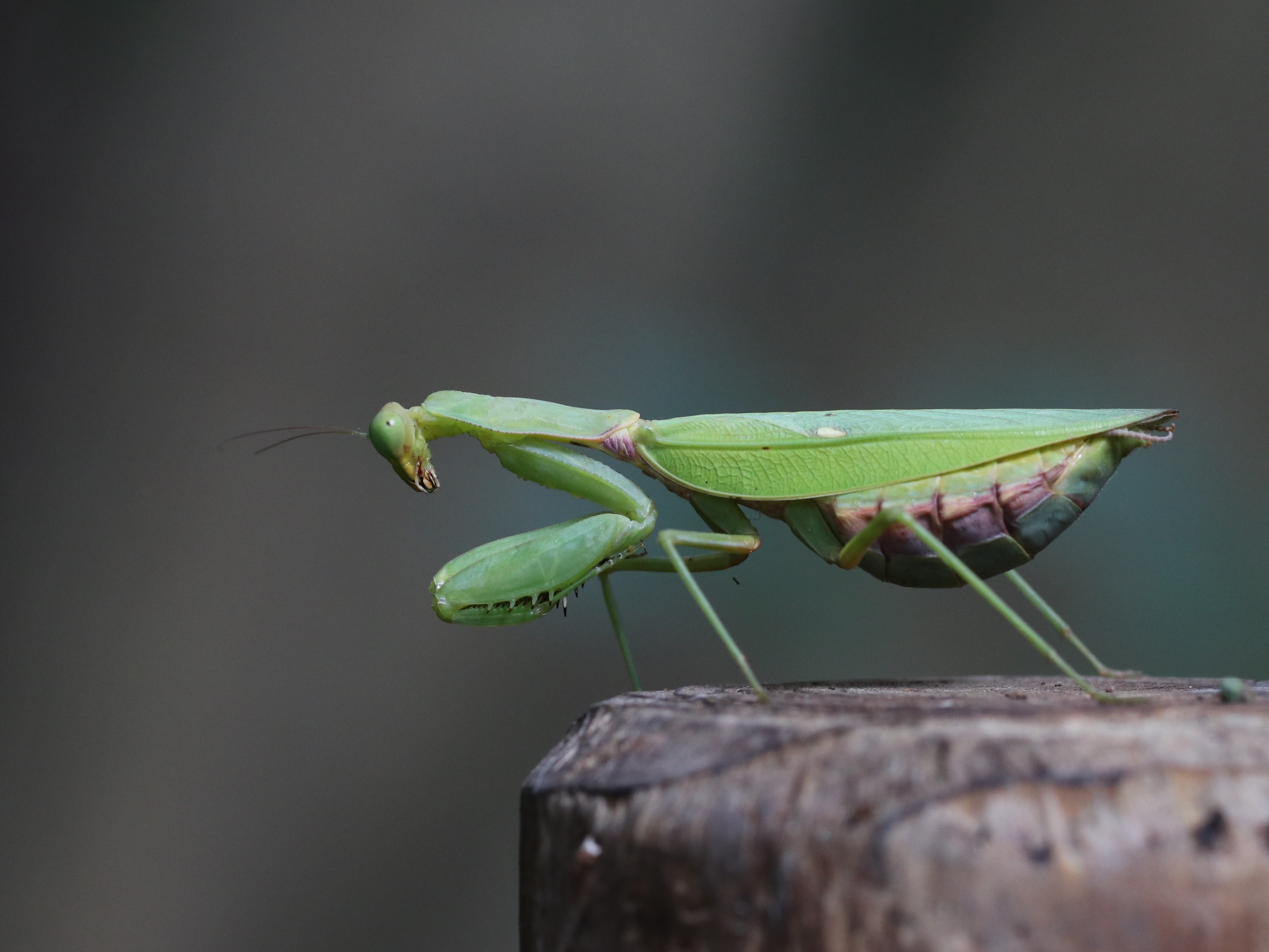ハラビロカマキリ5